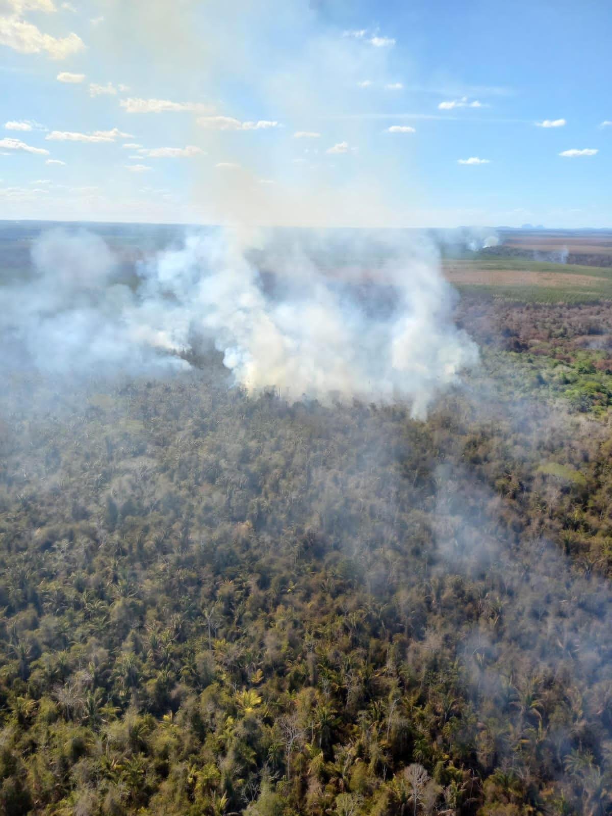 Incêndios florestais colocam Bahia em alerta