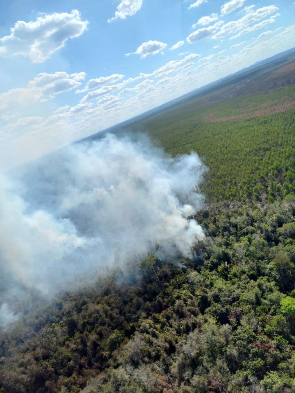 Incêndios florestais colocam Bahia em alerta