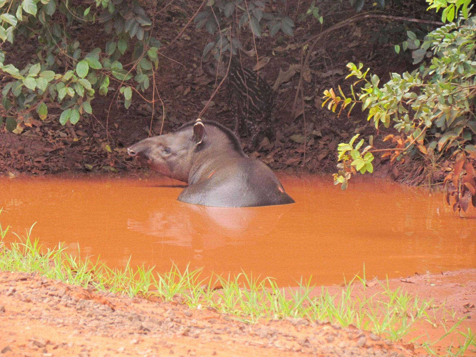 Suzano mantém o equivalente a quase 270 mil campos de futebol em áreas de vegetação nativa no ES e BA