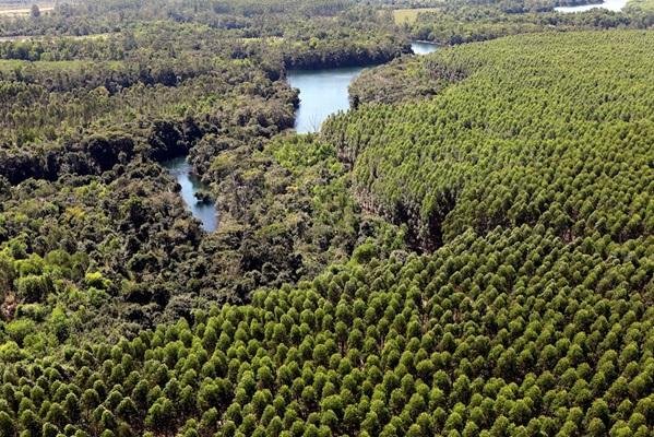 Dia de Proteção às Florestas: como a Suzano auxilia na preservação ambiental?