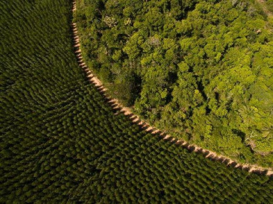 Suzano realiza manejo florestal responsável na Bahia com monitoramento de biodiversidade e desenvolvimento sustentável
