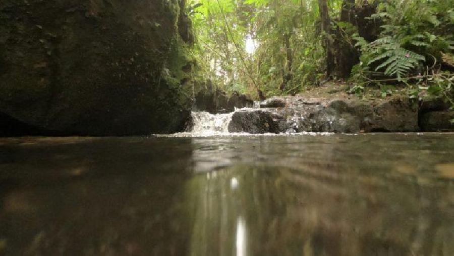 Inovação e tecnologia potencializam ações de conservação e restauração ecológica da Suzano