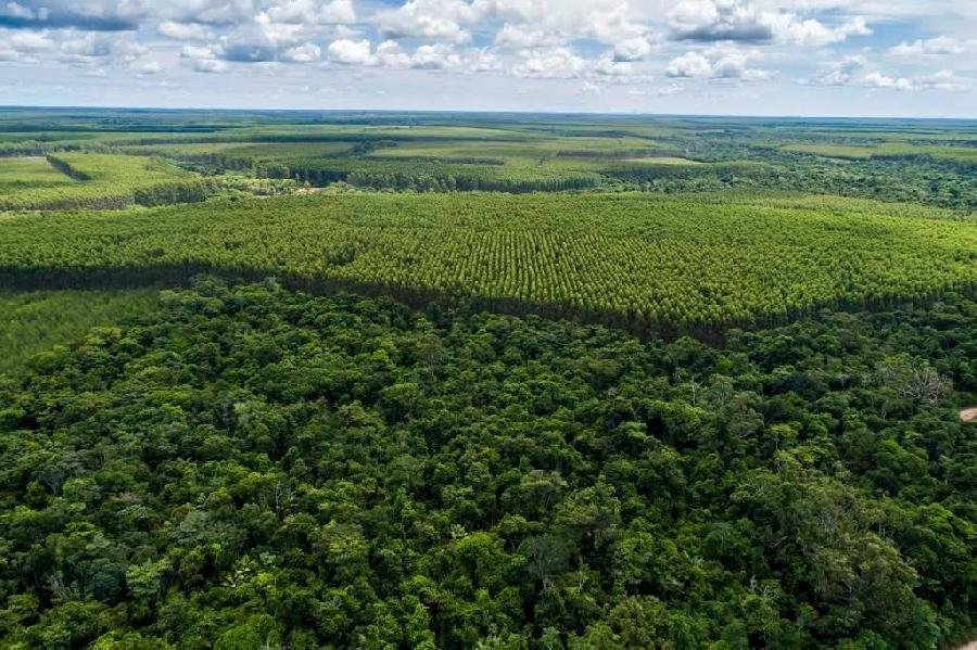 Suzano conclui financiamento de US$ 1,57 bilhão com condições vinculadas a metas ambientais 