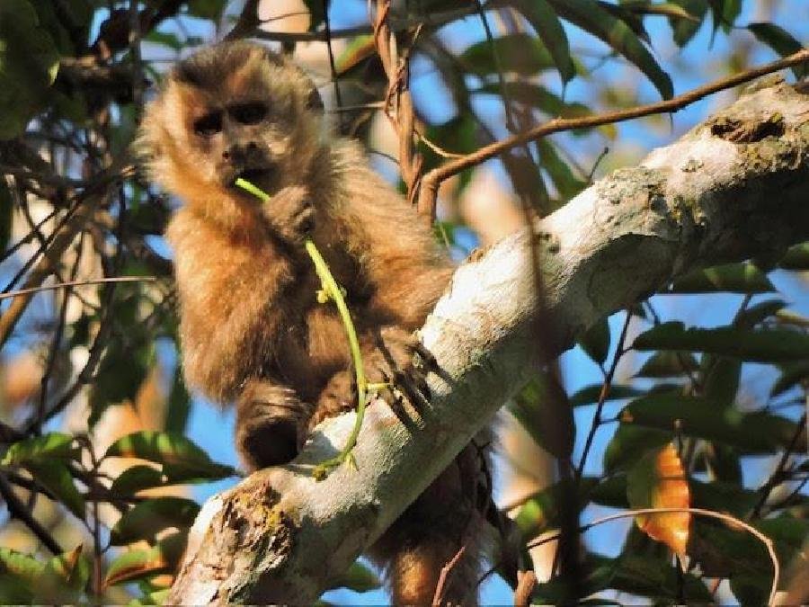 A suzano,registrou a conexão de 214.368 hectares de vegetação nativa