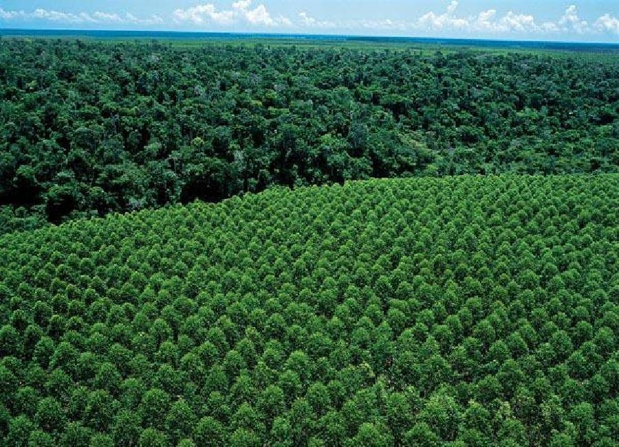 Dia de Proteção às Florestas: como a Suzano auxilia na preservação ambiental?