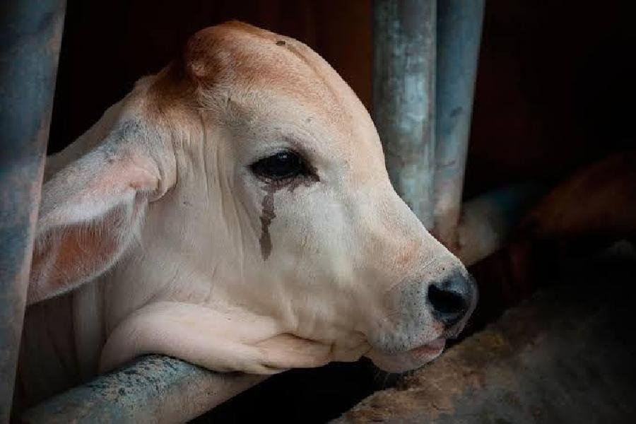 Carne clandestina: um perigo invisível à mesa de milhões na Bahia