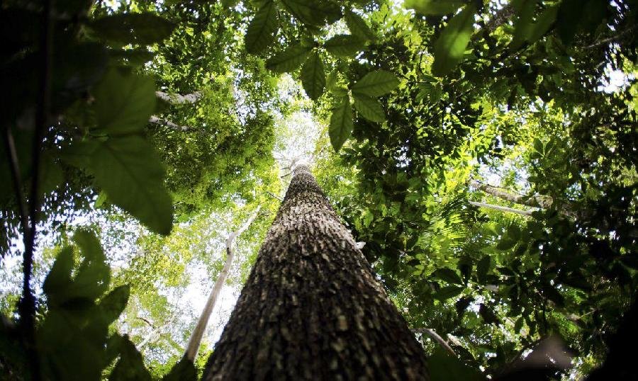 Suzano torna-se membro da Coalizão Florestal Sustentável Internacional 