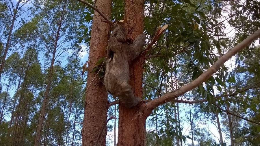 Veracel e Suzano se unem para realizar o maior monitoramento privado de fauna e flora do País