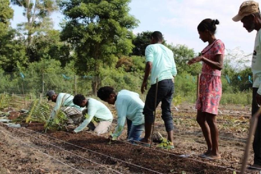 Suzano promove formação para agricultores visando elevar a produtividade da mandiocultura