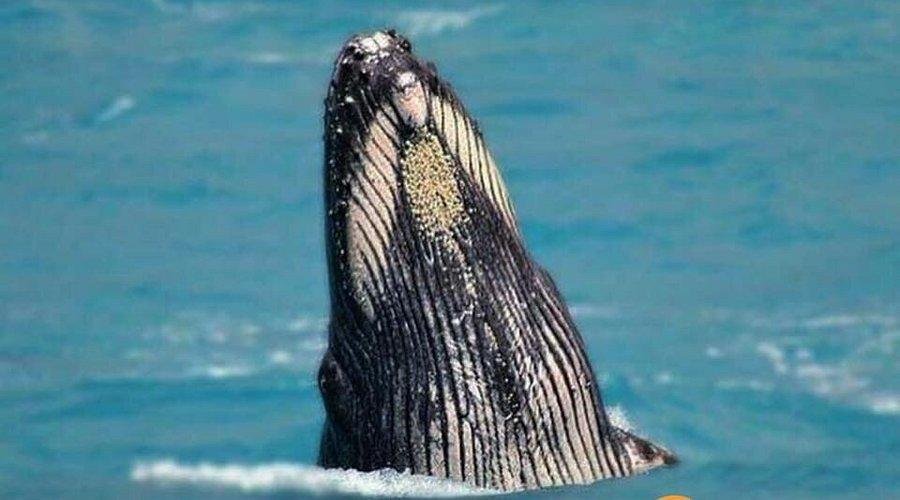 Caravelas, Bahia, vive o auge da temporada de observação de baleias-jubarte