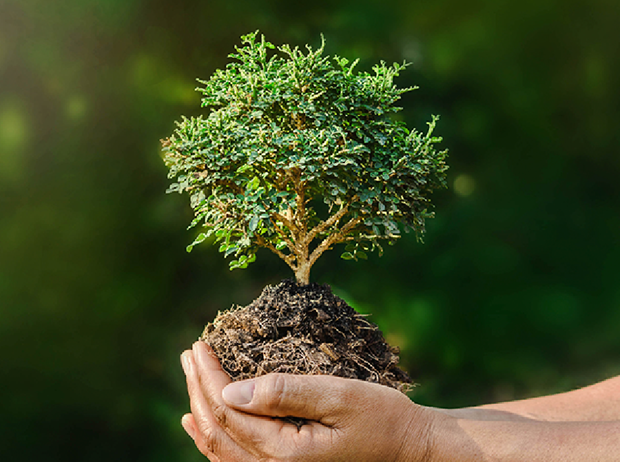 Dia da Árvore: Suzano reforça compromisso com desmatamento zero e conservação da biodiversidade