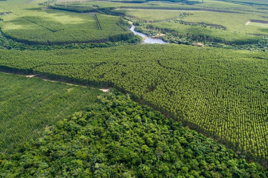 Suzano apresenta evolução de compromissos ambientais e sociais em 2021
