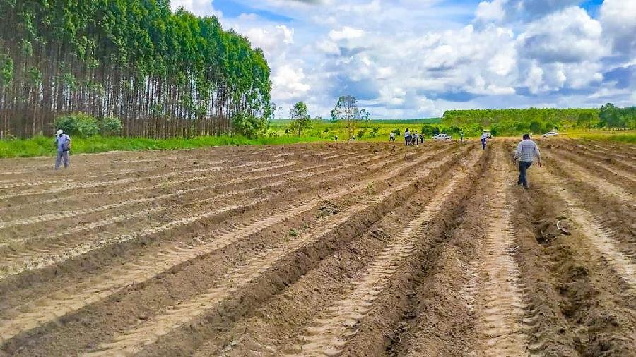  Teixeira constrói seu terceiro maniveiro
