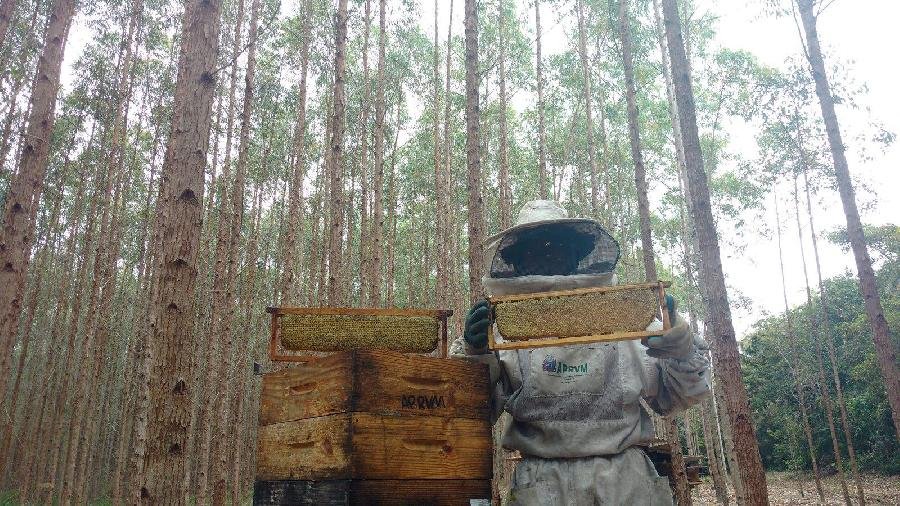 Apicultores ampliam produção de mel em áreas da Suzano no Extremo Sul da Bahia