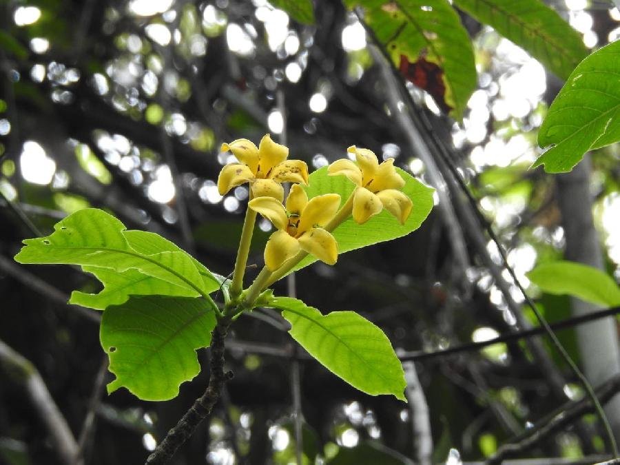 Nova espécie de árvore é encontrada durante monitoramento de biodiversidade da Suzano