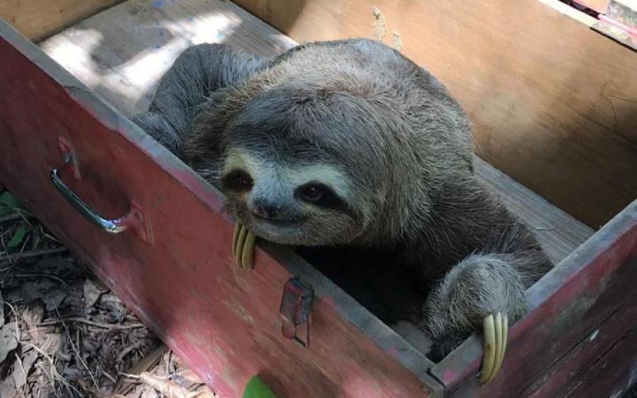 Bicho-preguiça é resgatado por bombeiros e levado para reserva natural na Bahia; FOTOS