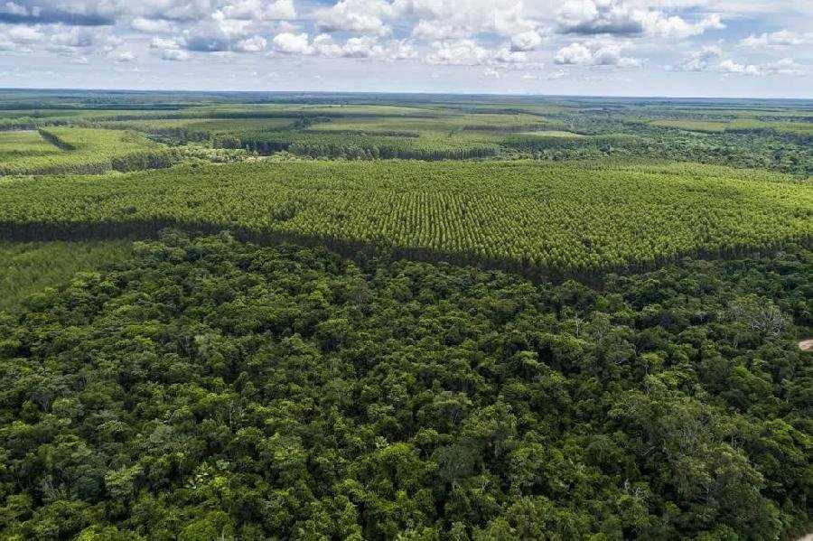 Suzano remove 11,75 milhões de toneladas de CO2e da atmosfera em 2019