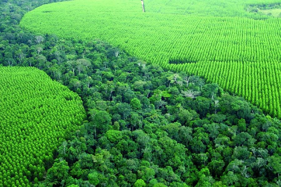 Comissão das Nações Unidas reconhece programa de restauração ambiental da Suzano entre os mais transformadores do Brasil