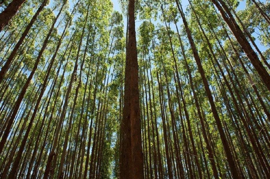 Suzano é destaque em índices e ratings que mensuram performance ESG das empresas 