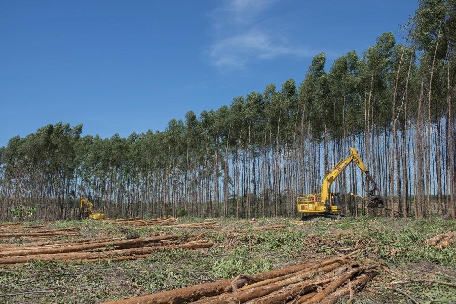 Suzano abre inscrições para Programa de Aprendizagem Florestal