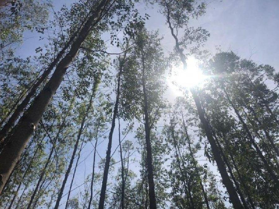 Suzano revela novo Propósito organizacional e reforça conexão com a sustentabilidade e o futuro