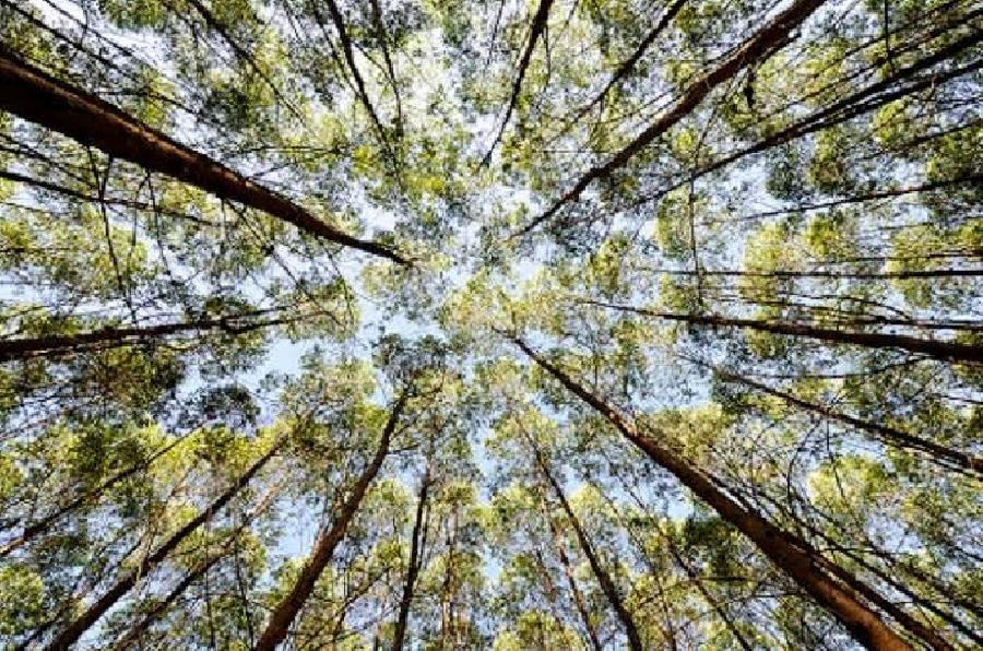 Suzano e AgTech Garage lançam desafio a startups para projeto de silvicultura