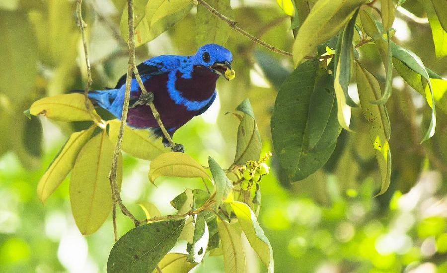 Veracel e Suzano divulgam resultado da primeira campanha de monitoramento integrado BAMGES