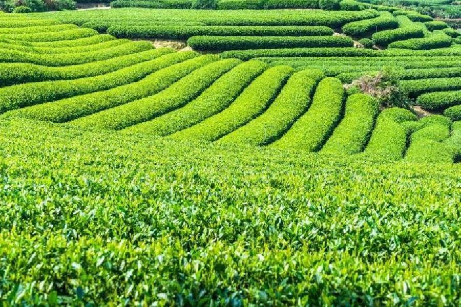  Movimento internacional transparência adotada pela Suzano em relato de tema climático