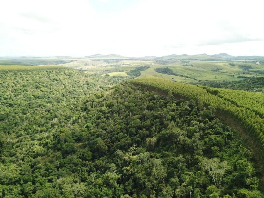 Dia da Árvore: Suzano avança em ações de restauração e conservação ambiental na Bahia, Espírito Santo e Minas Gerais