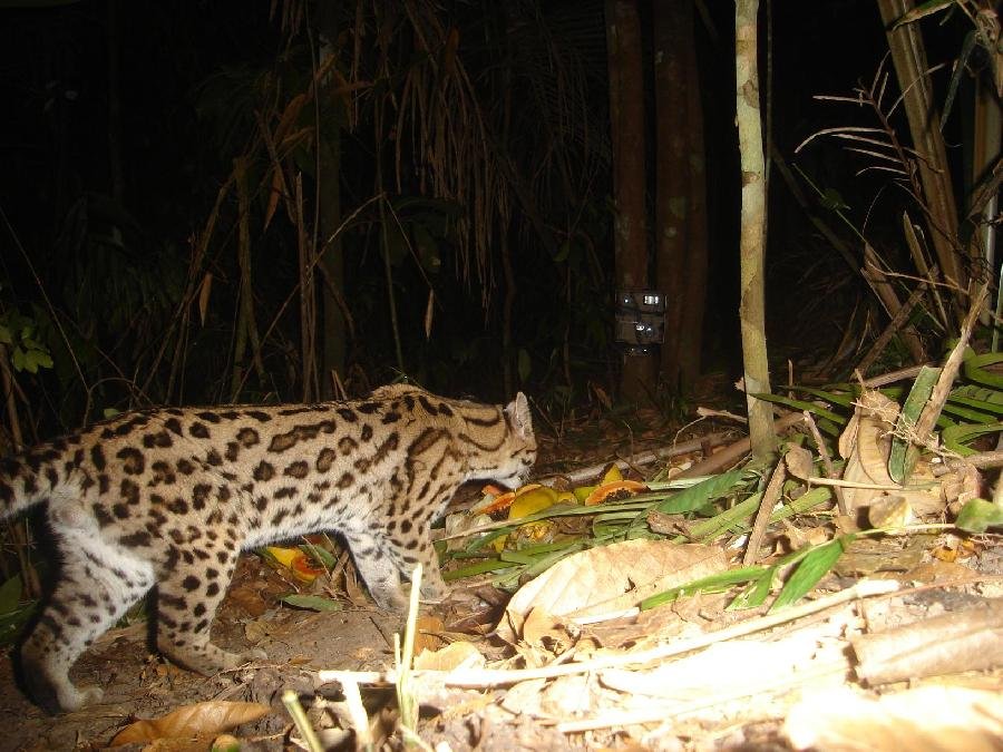 Suzano mantém o equivalente a quase 270 mil campos de futebol em áreas de vegetação nativa no ES e BA